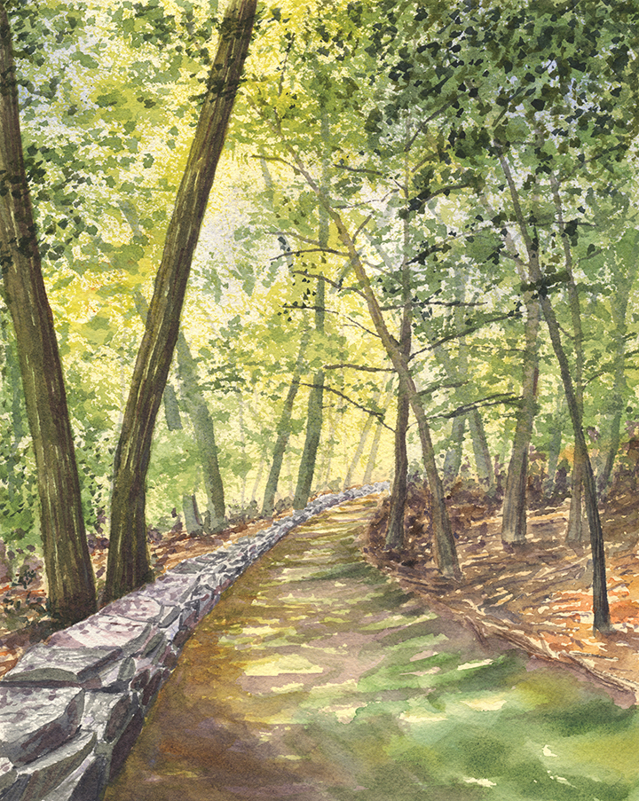 A Walk In The Forest Thumbnail Placeholder